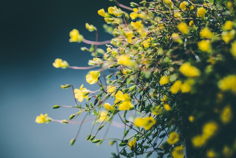 Dreamlike Garden